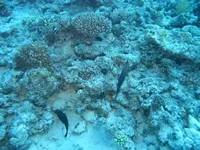 Egipt_2008